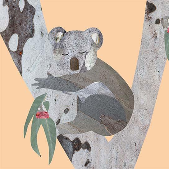 img-wildcards-koala-birthday544x544